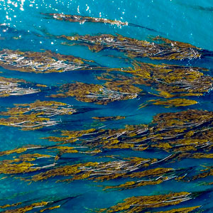 sea-algal bio-resource